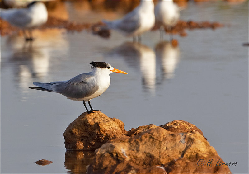 Lesser Crested Tern  Bengaalse Stern - Thalasseus bengalensis