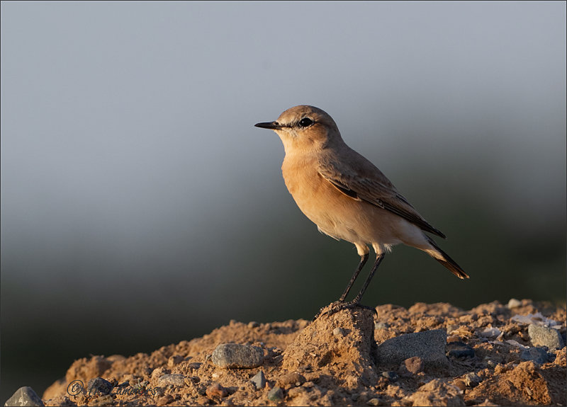 Isabelline Wheatear - Izabeltapuit - Oenanthe isabellina  