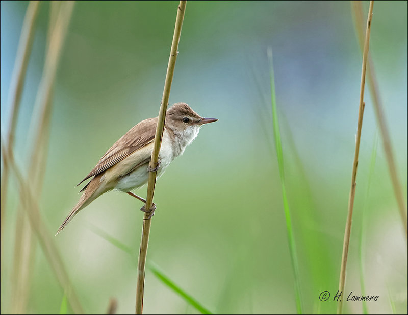 Great Reed Warbler - Grote Karekiet -  Acrocephalus arundinaceus