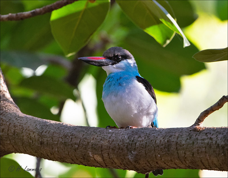 Bleu  breasted Kingfisher - Teugelijsvogel  _MG_9286_