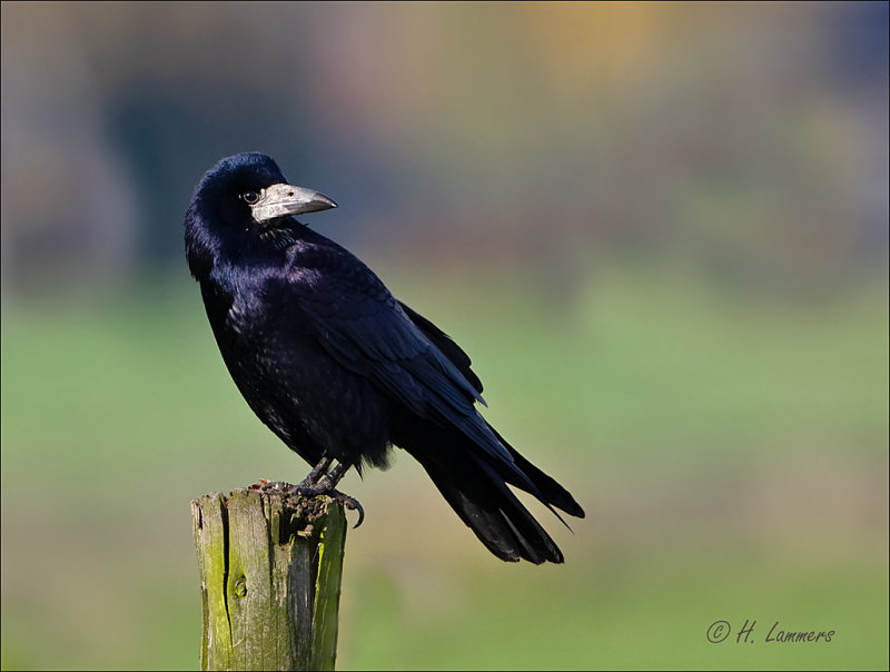 Rook - Roek -   Corvus frugilegus