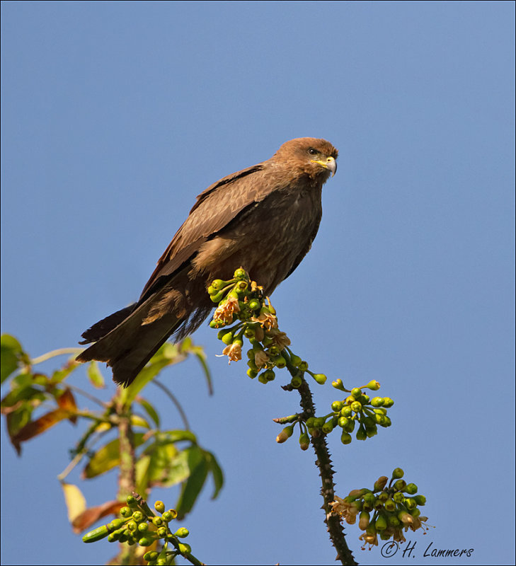  Black Kite - Zwarte Wouw - Milvus migrans