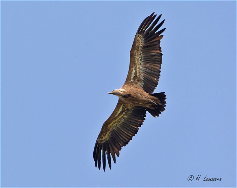 Griffon Vulture  - Vale Gier - Gyps fulvus 