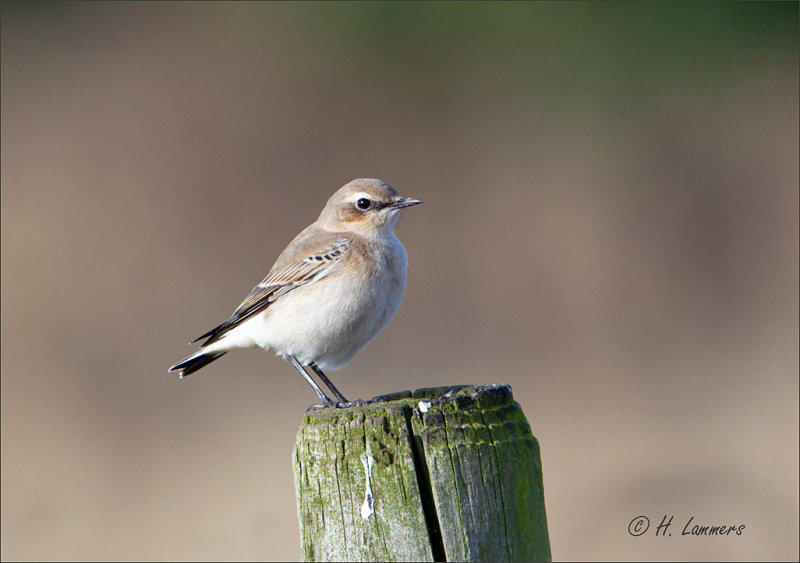 Northern Wheatear - Tapuit - Oenanthe oenanthe