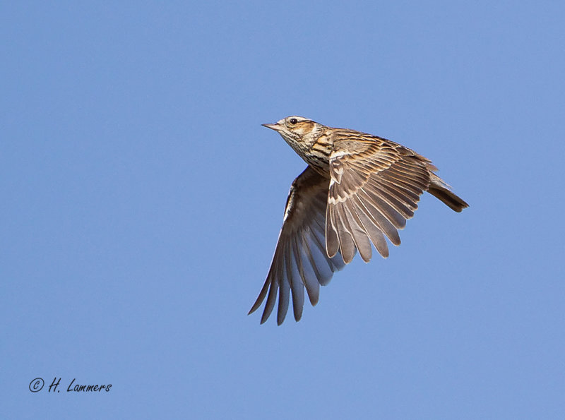 Woodlark - Boomleeuwerik - Lullula arborea