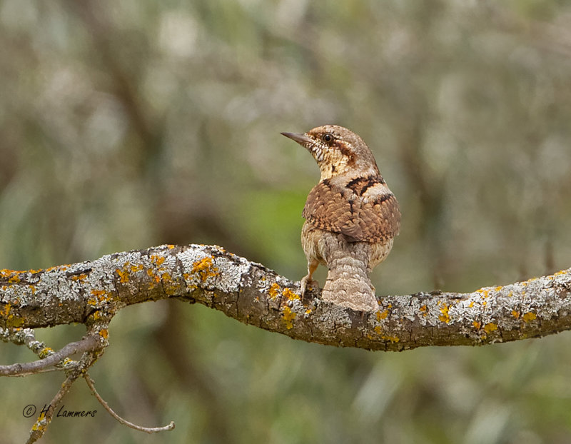 Eurasian Wryneck - Draaihals - Jynx torquilla