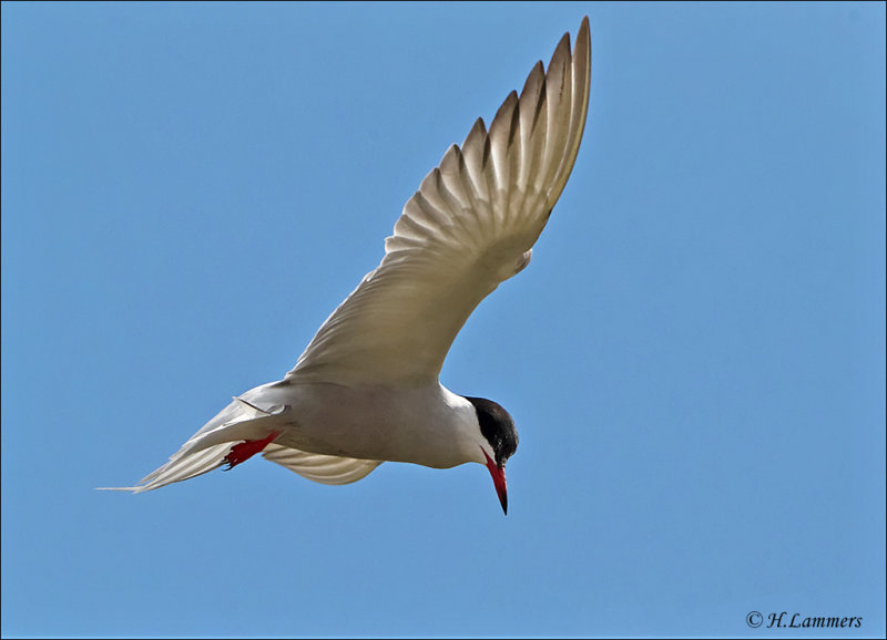 Common Tern - Visdief - Sterna hirundo
