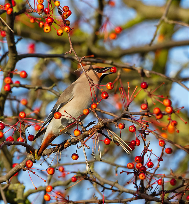 Bohemian Waxwing - Pestvogel - Bombycilla garrulus