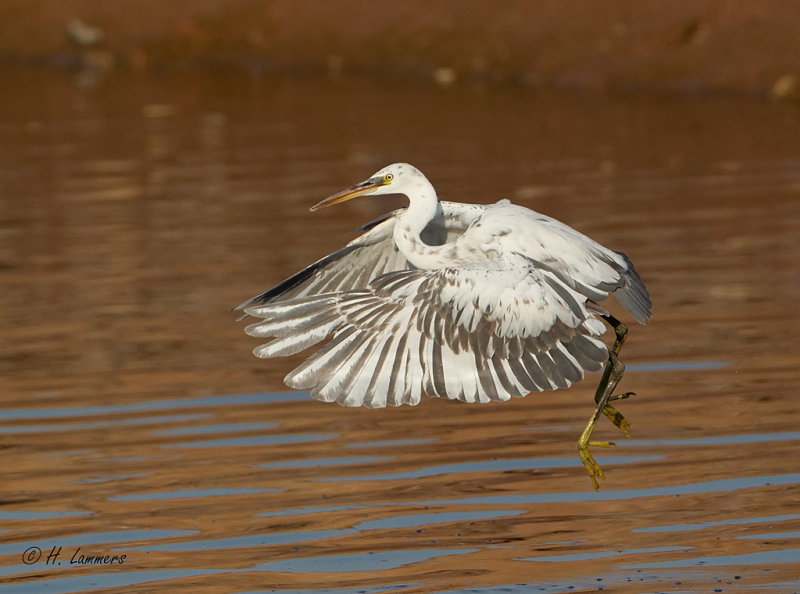 Western Reef Heron - Westelijke Rifreiger - Egretta gularis