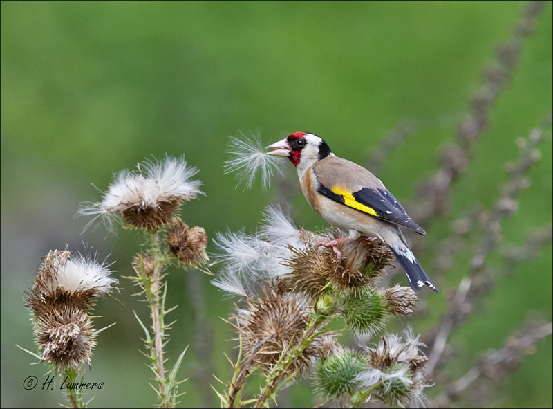 European Goldfinch - Putter - Carduelis carduelis