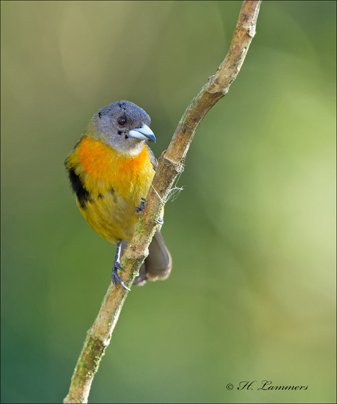 Cherrie's Tanager (female) - Costaricaanse tangare - Ramphocelus costaricensis