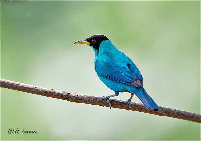 Green Honeycreeper - Groene suikervogel - Chlorophanes spiza