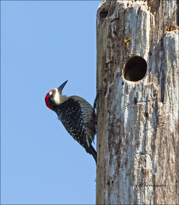 Black- cheeked Woodpecker - Zwartwangspecht - Melanerpes pucherani