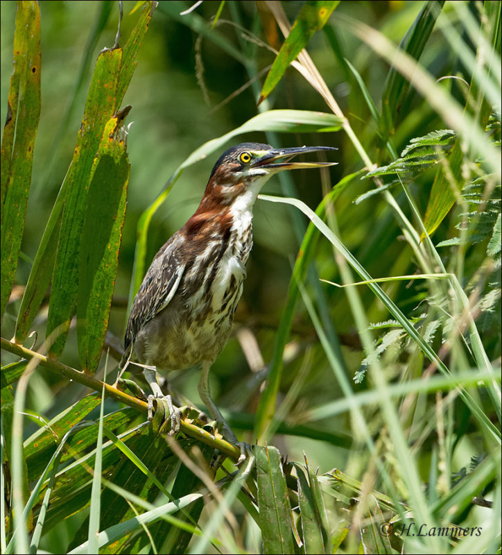 Green Heron - Groene reiger - Butorides virescens