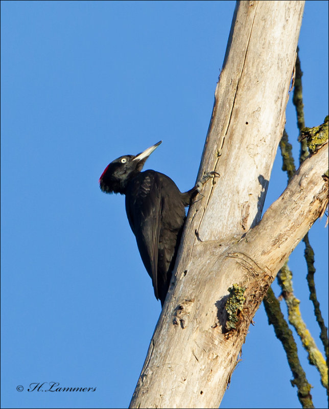 Black Woodpecker - Zwarte Specht - Dryocopus martius