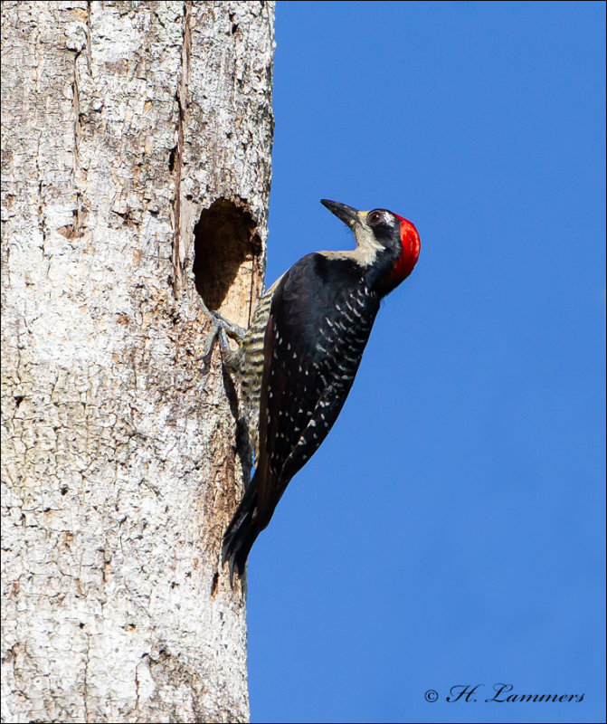 Black-cheeked Woodpecker - Zwartwangspecht - Melanerpes pucherani