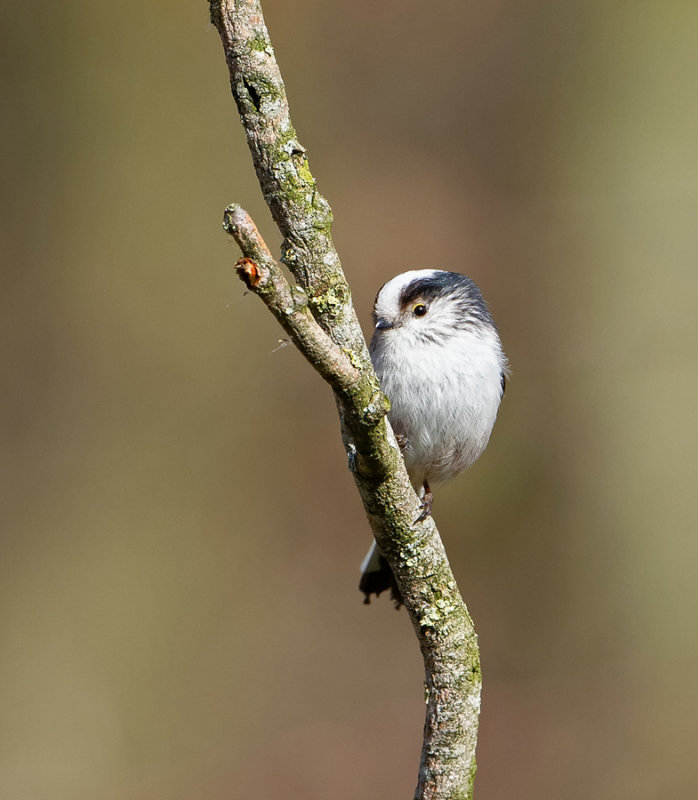 Long-tailed Tit  - Staartmees -  Aegithalos caudatus