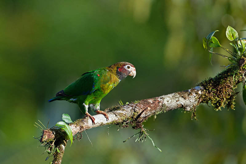 Brown-hooded Parrot - Roodoorpapegaai -  Pyrilia haematotis - Costa Rica