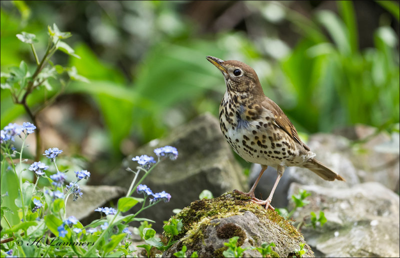 Song Thrush - Zanglijster - Turdus philomelos