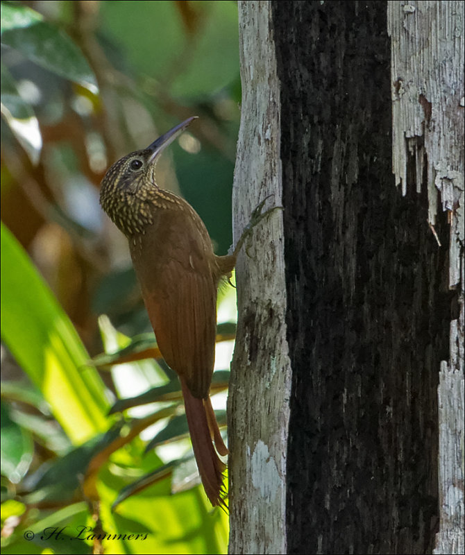 Cocoa Woodcreeper -  Cocoamuisspecht - Xiphorhynchus susurrans