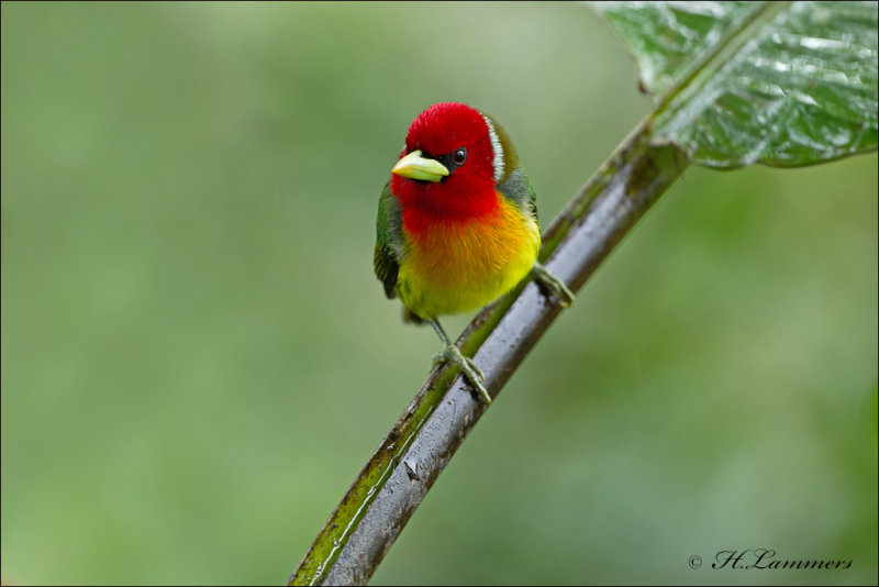 Red - Headed Barbet - Roodkopbaardvogel - Eubucco bourcierii