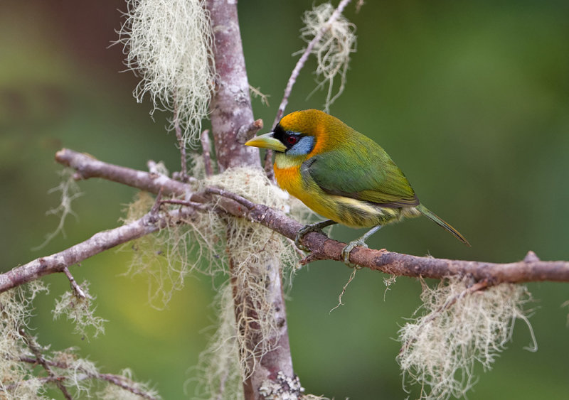 Red - Headed Barbet - (female)   Roodkopbaardvogel - Eubucco bourcierii