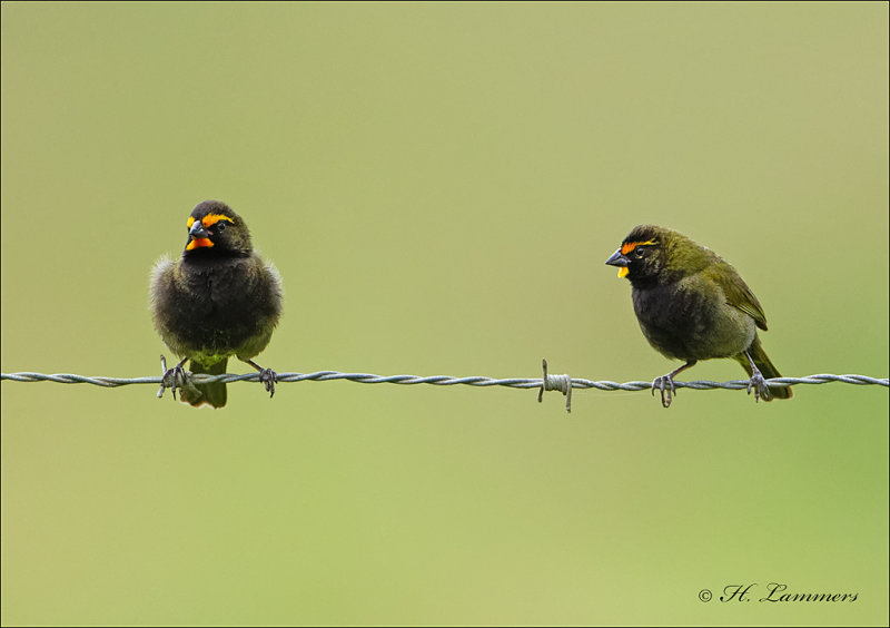 Yellow-faced grassquit - Grote Cubavink - Tiaris olivaceus