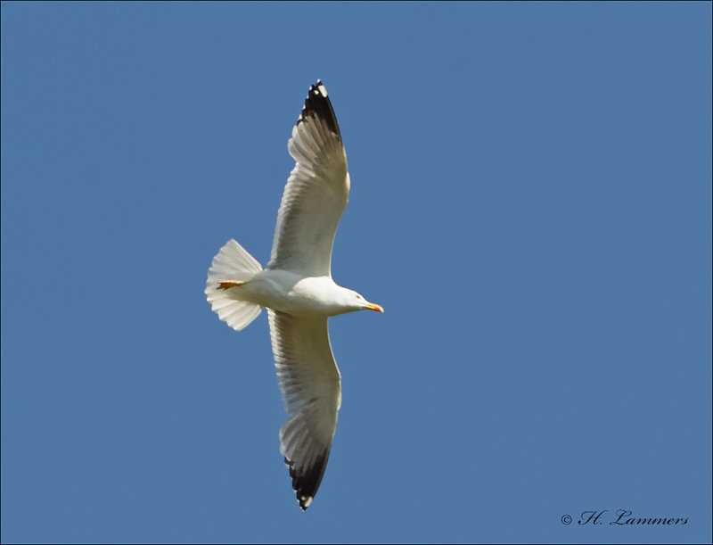 Yellow-legged Gull - Geelpootmeeuw - Larus michahellis