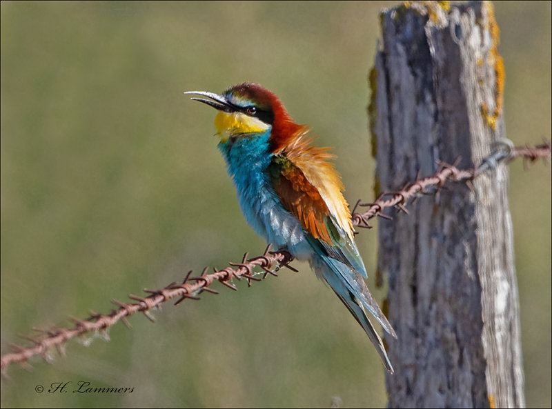 (European) Bee-eater - Bijeneter - Merops apiaster