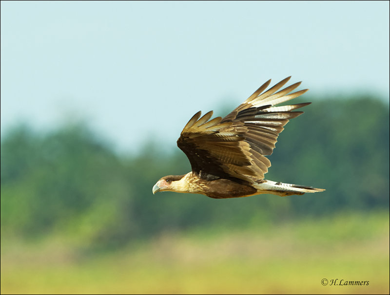 Crested Caracara (juv) -Noordelijke kuifcaracara - Caracara cheriway