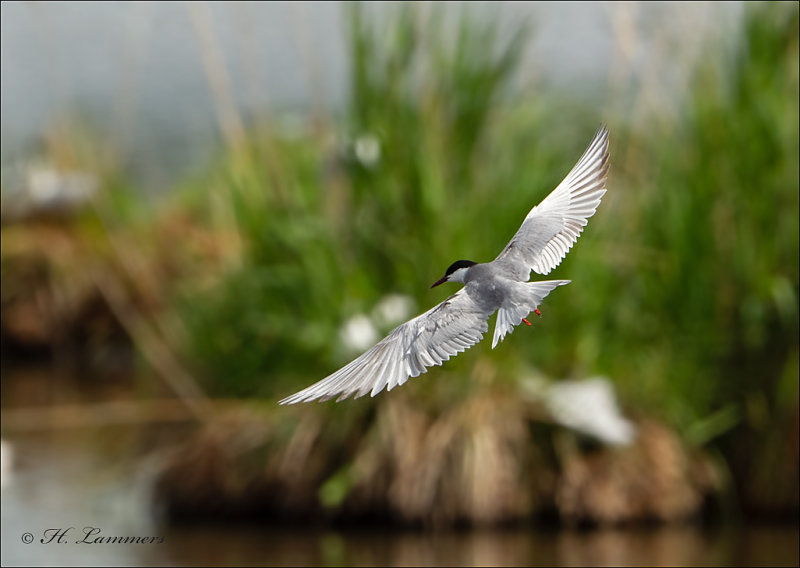      Whiskered Tern -  Witwangstern - Chlidonias hybrida