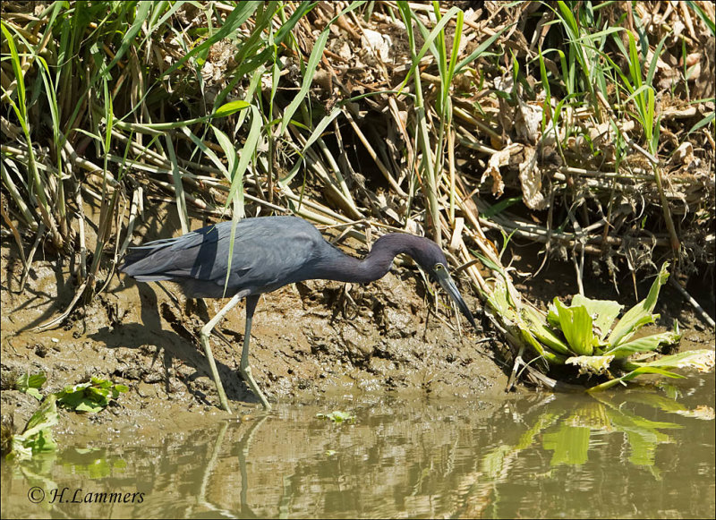 Little blue Heron - Kleine Blauwe Reiger - Egretta caerulea