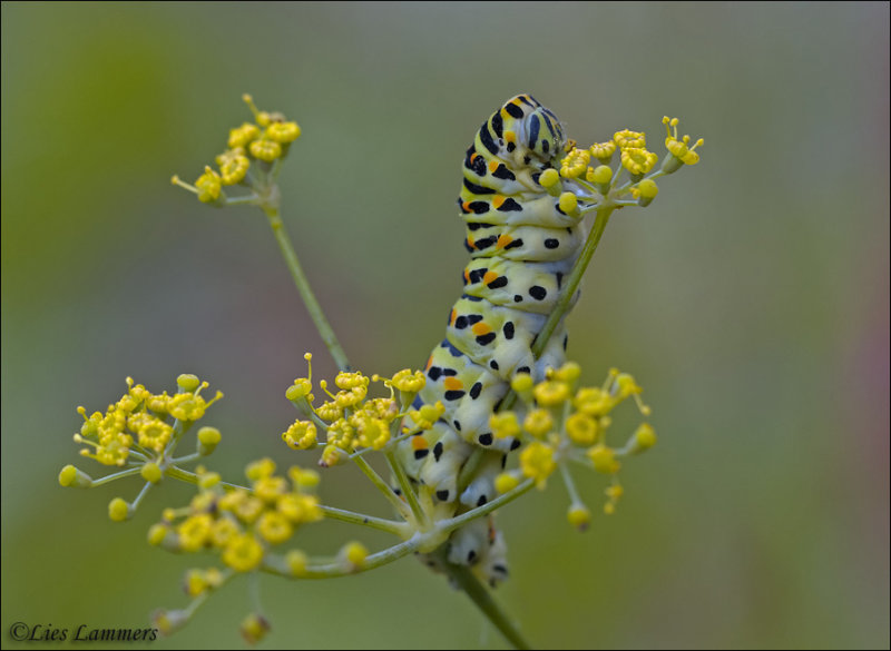 Swallowtail - Koninginnenpage - Papilio machaon