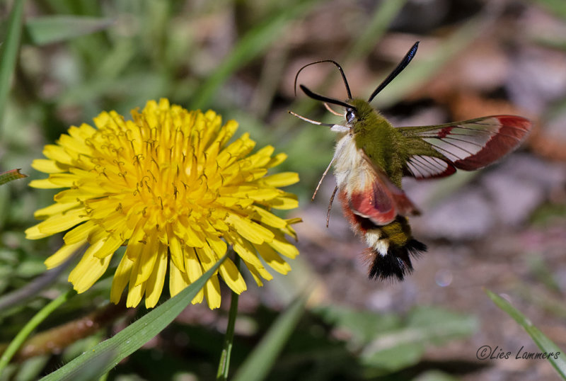 Broad-bordered Bee Hawk Moth -  Glasvleugelpijlstaart - Hemaris fuciformis