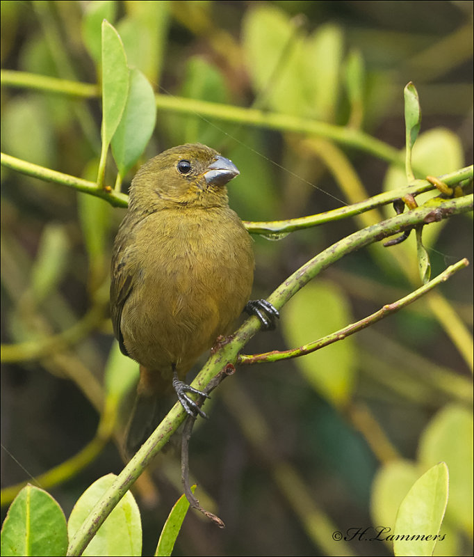 Thick-billed Seed-Finch ( female) - Diksnavelzaadkraker - Oryzoborus funereus