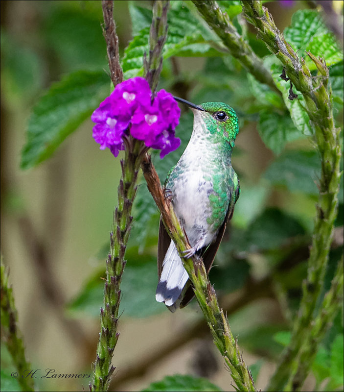 white tailed emerald - Witstaartsmaragdkolibrie - Elvira chionura