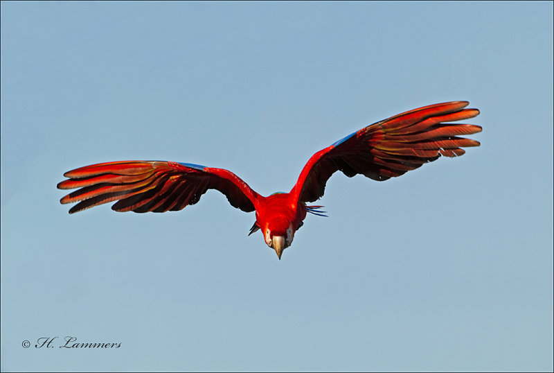 Scarlet Macaw - Geelvleugelara - Ara macao