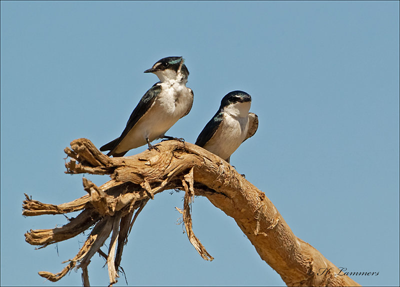 Mangrove Swallow -    Mangrovezwaluw  - Tachycineta albilinea
