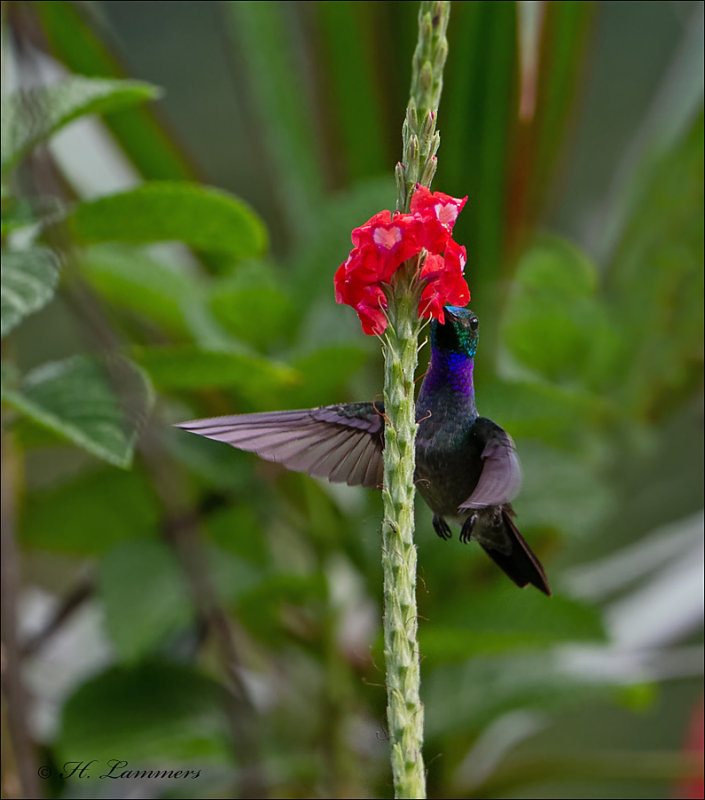 Rufous-tailed Hummingbird - Roodstaartamazilia - Amazilia tzacatl