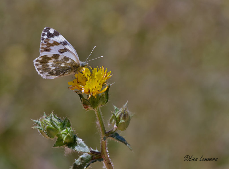 Bath White - Resedawitje  - Pontia daplidice