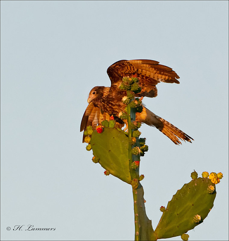 Crested Caracara (juv) -Noordelijke kuifcaracara - Caracara cheriway