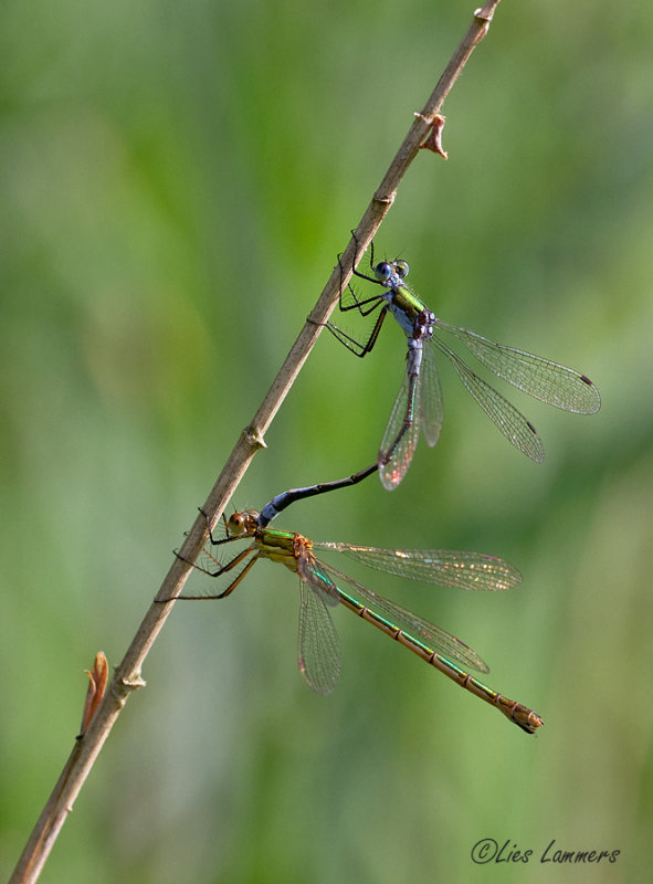 Emerald Damselfly - Gewone pantserjuffer -  Lestes sponsa