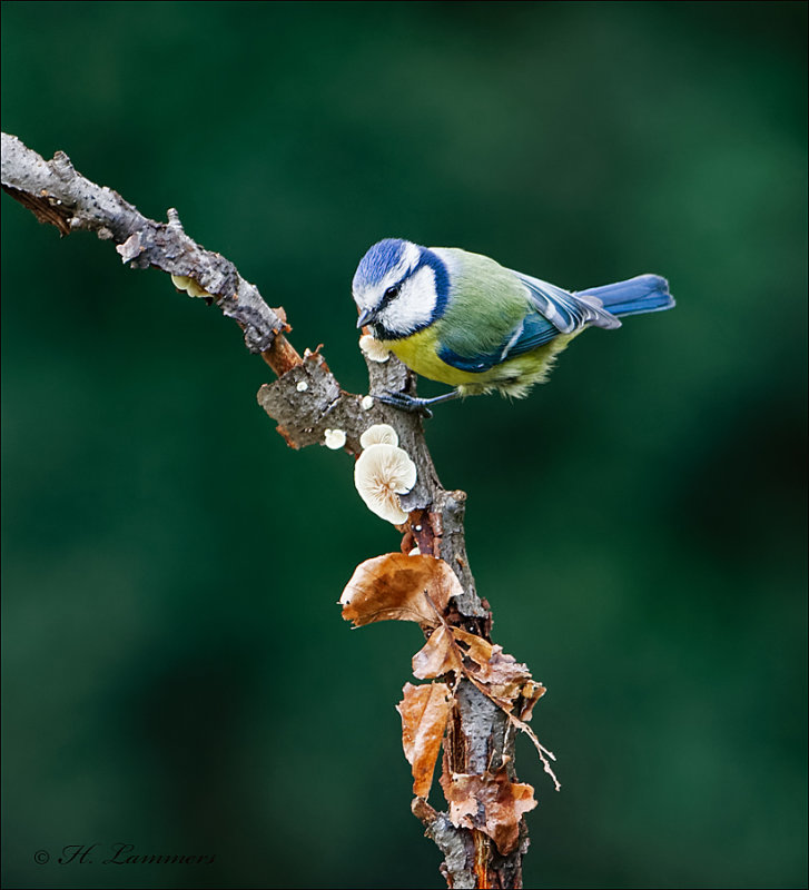 Eurasian blue tit -  Pimpelmees - Cyanistes caeruleus