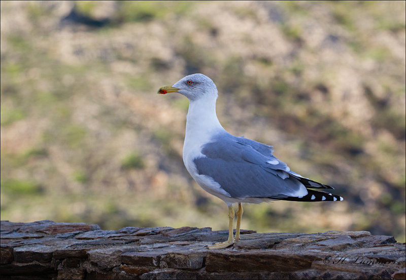 Yellow-legged Gull  - Geelpootmeeuw - Larus michahellis