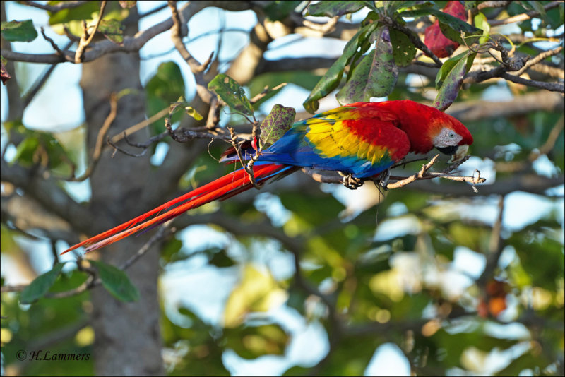 Scarlet Macaw -Geelvleugelara - Ara macao