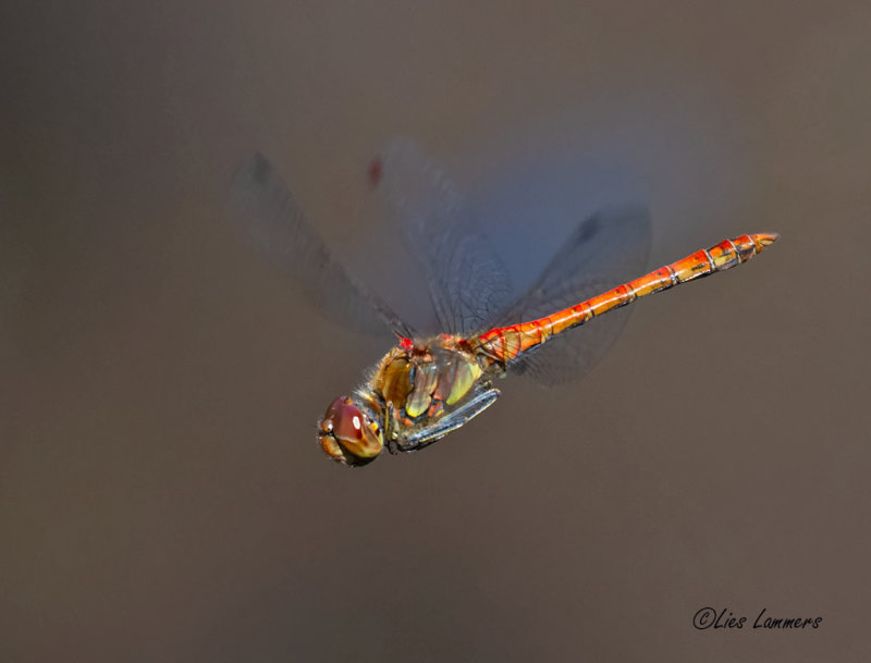 Common Darter - Bruinrode heidelibel - Sympetrum striolatum