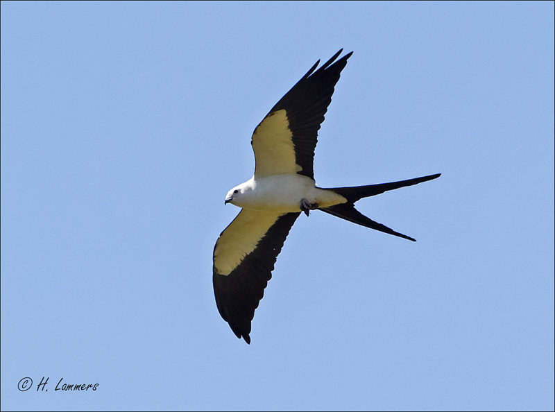 swallow-tailed kite - Zwaluwstaartwouw - Elanoides forficatus