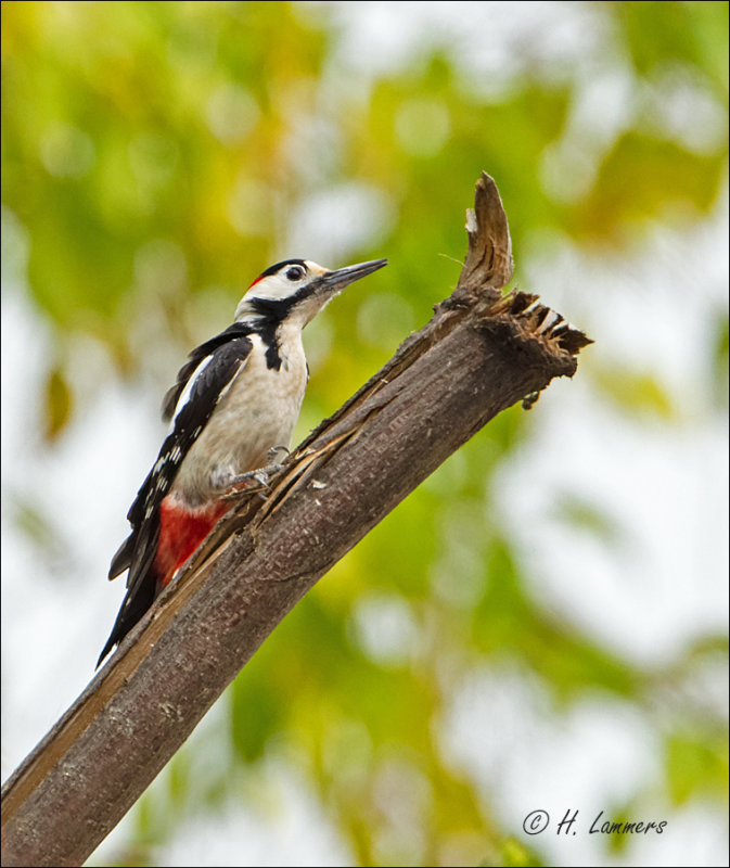 Syrian Woodpecker - Syrische Bonte Specht - Dendrocopos syriacus