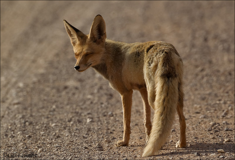 Arabian red fox - Vulpes vulpes arabica