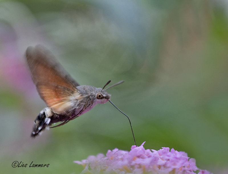 Hummingbird Hawk-moth - Kolibrievlinder - Macroglossum stellatarum